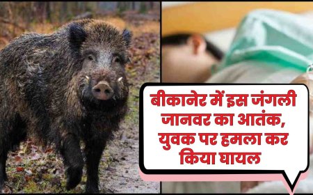 बीकानेर में इस जंगली जानवर का आतंक, युवक पर हमला कर किया घायल  