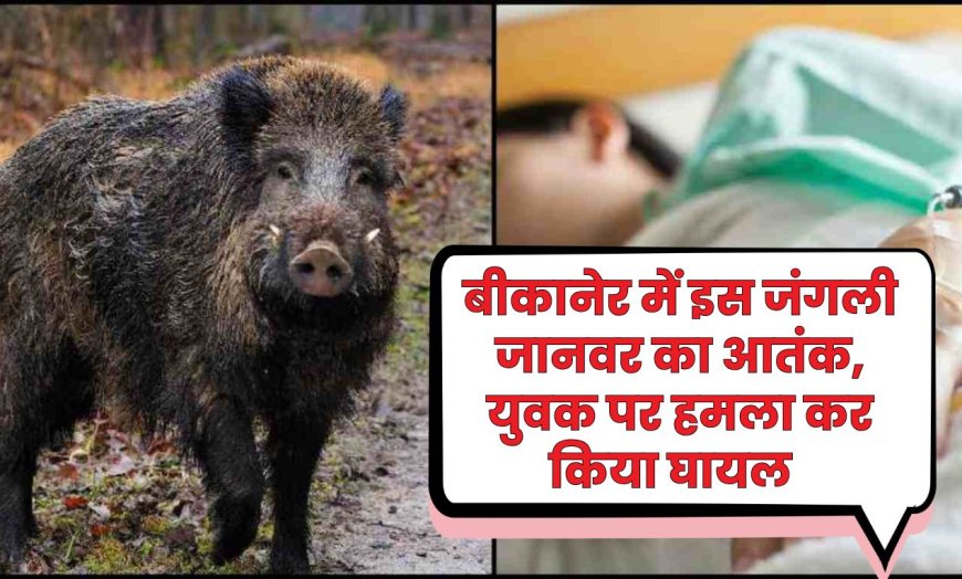बीकानेर में इस जंगली जानवर का आतंक, युवक पर हमला कर किया घायल  