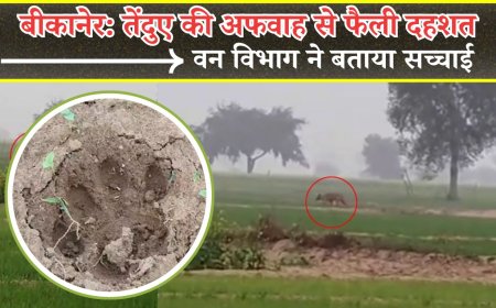बीकानेर: तेंदुए की अफवाह से फैली दहशत, वन विभाग ने बताया सच्चाई