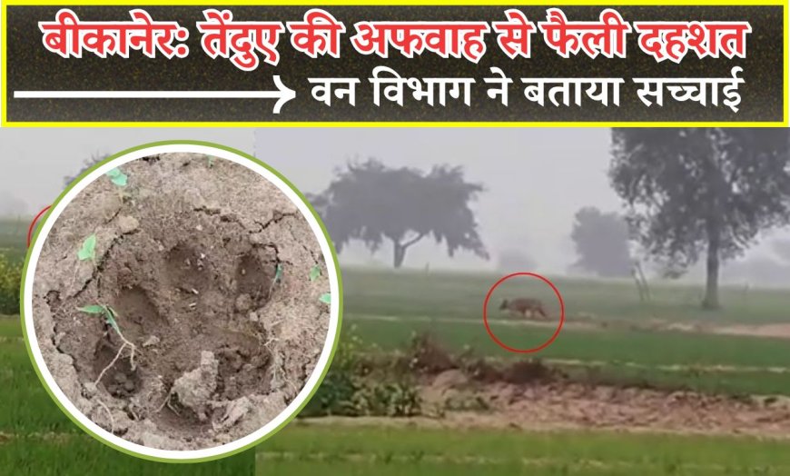 बीकानेर: तेंदुए की अफवाह से फैली दहशत, वन विभाग ने बताया सच्चाई