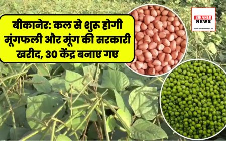 बीकानेर: कल से शुरू होगी मूंगफली और मूंग की सरकारी खरीद, 30 केंद्र बनाए गए