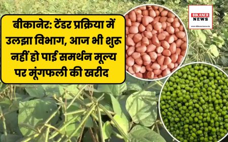 बीकानेर: टेंडर प्रक्रिया में उलझा विभाग, आज भी शुरू नहीं हो पाई समर्थन मूल्य पर मूंगफली की खरीद  