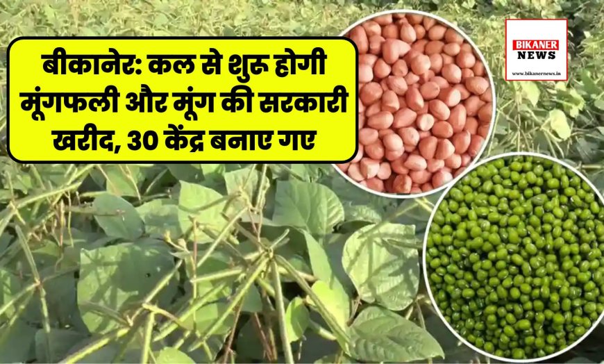 बीकानेर: कल से शुरू होगी मूंगफली और मूंग की सरकारी खरीद, 30 केंद्र बनाए गए