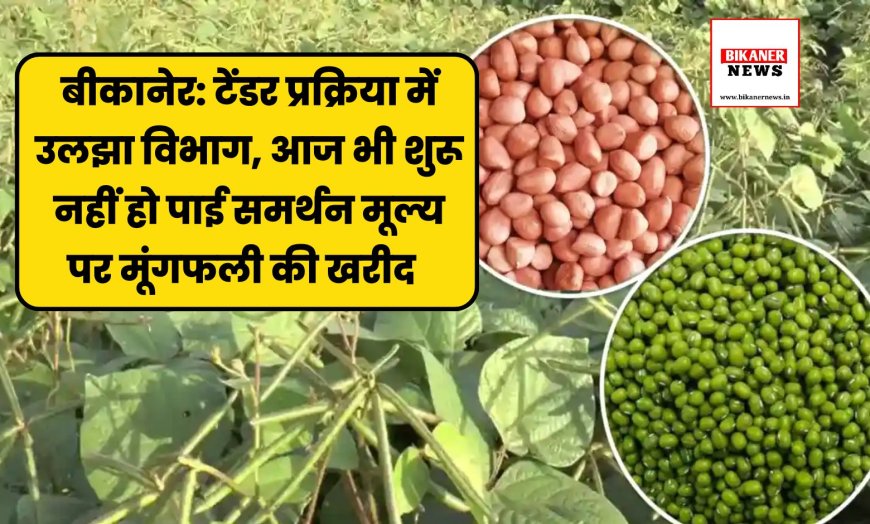 बीकानेर: टेंडर प्रक्रिया में उलझा विभाग, आज भी शुरू नहीं हो पाई समर्थन मूल्य पर मूंगफली की खरीद  